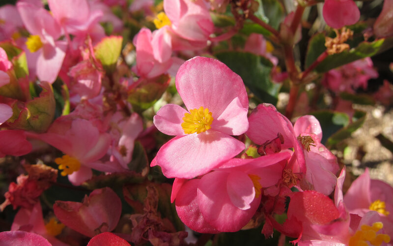 Pink begonia flowers in bloom