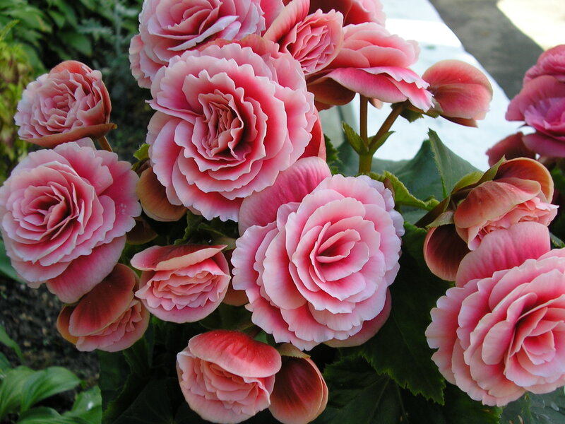 Pink begonia flowers in bloom