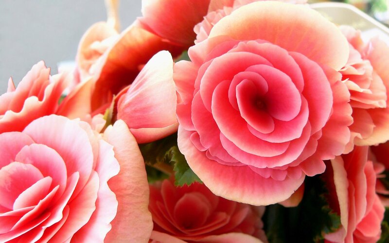 Pink begonia flowers in bloom