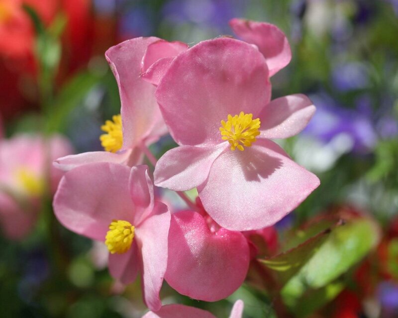 Pink begonia flowers in bloom