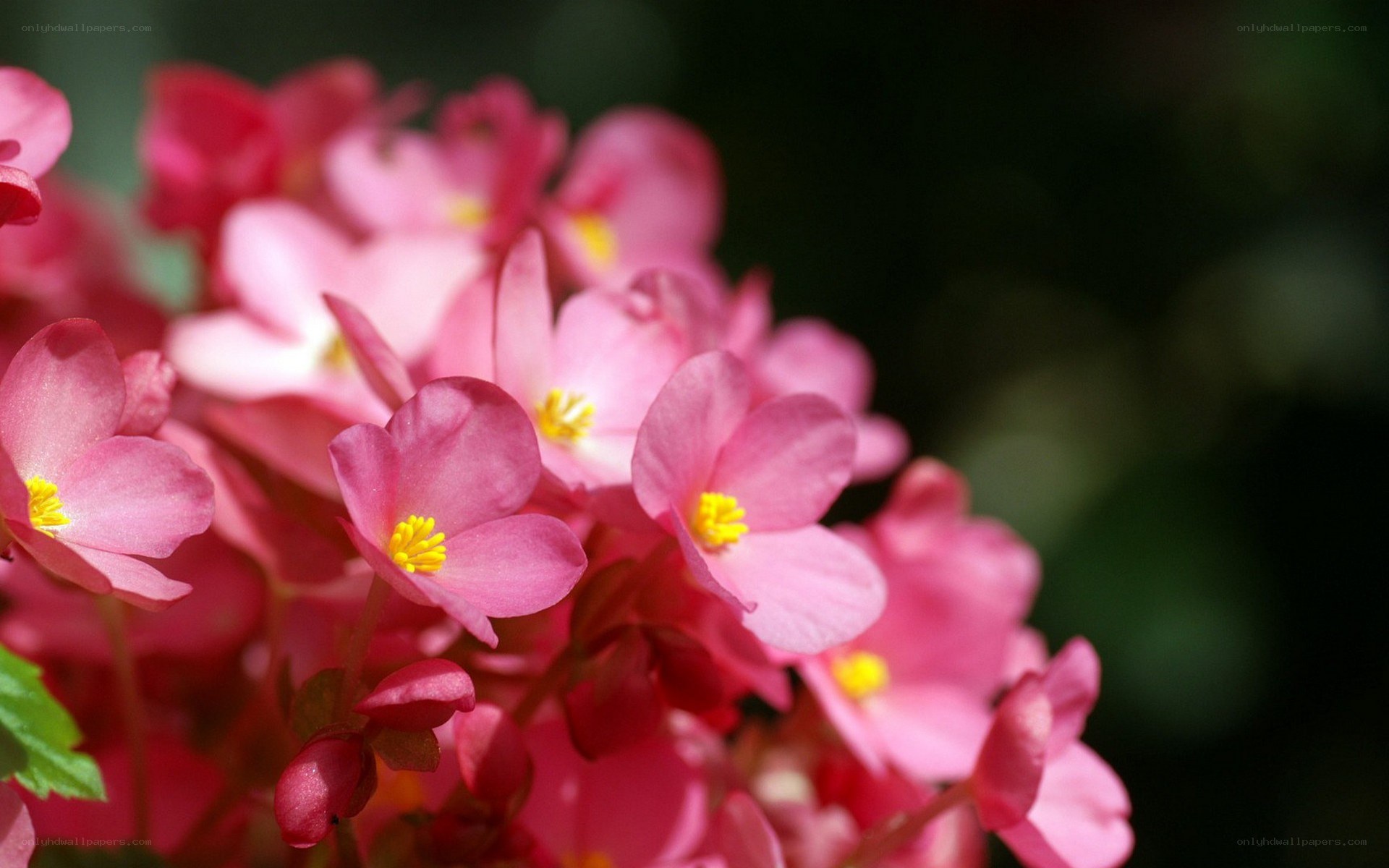 Pink begonia flowers in bloom