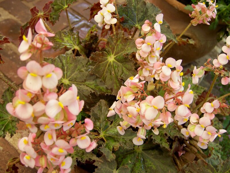 Pink begonia flowers in bloom