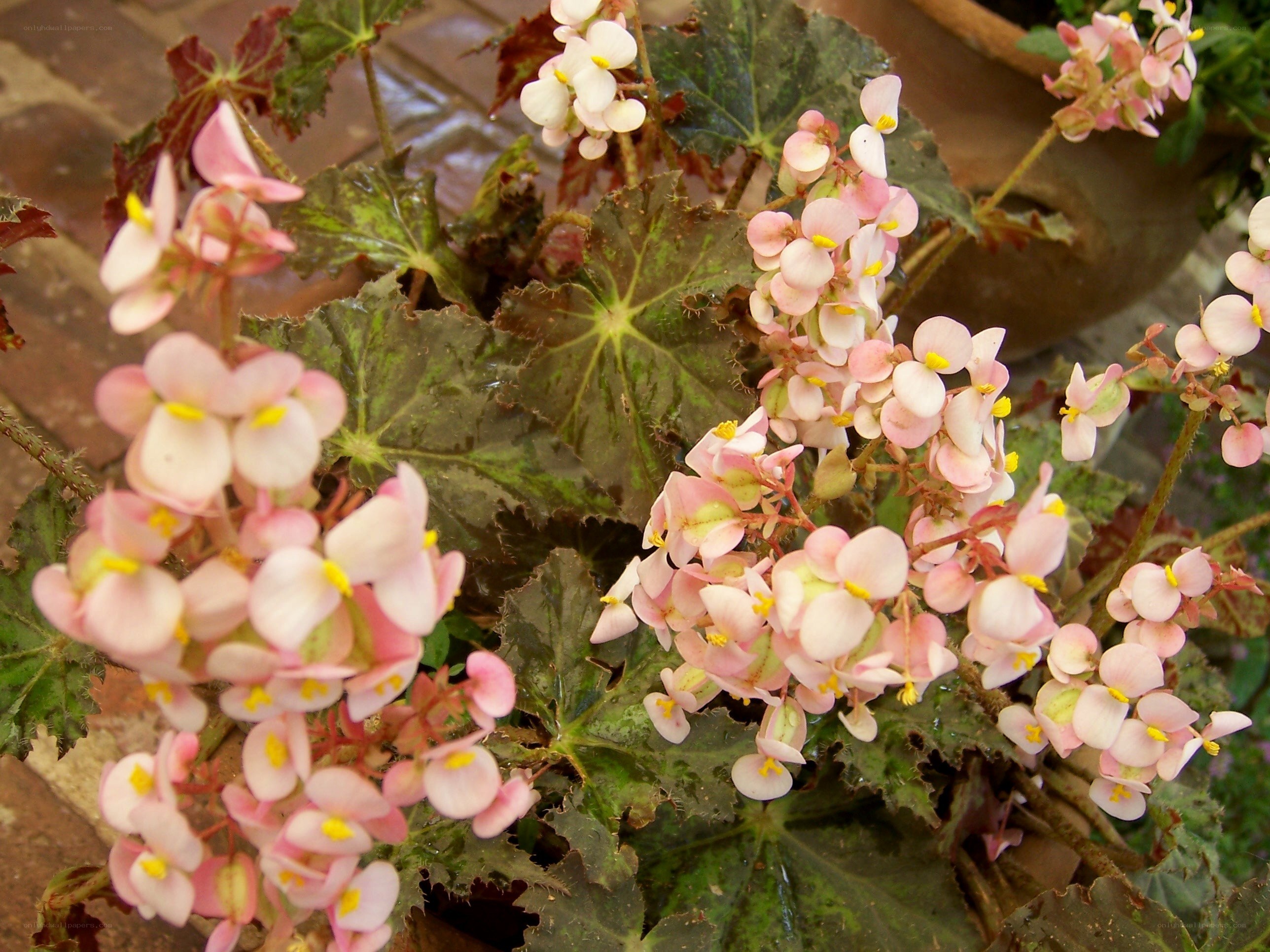 Pink begonia flowers in bloom