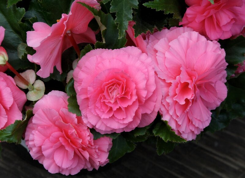 Pink begonia flowers in bloom