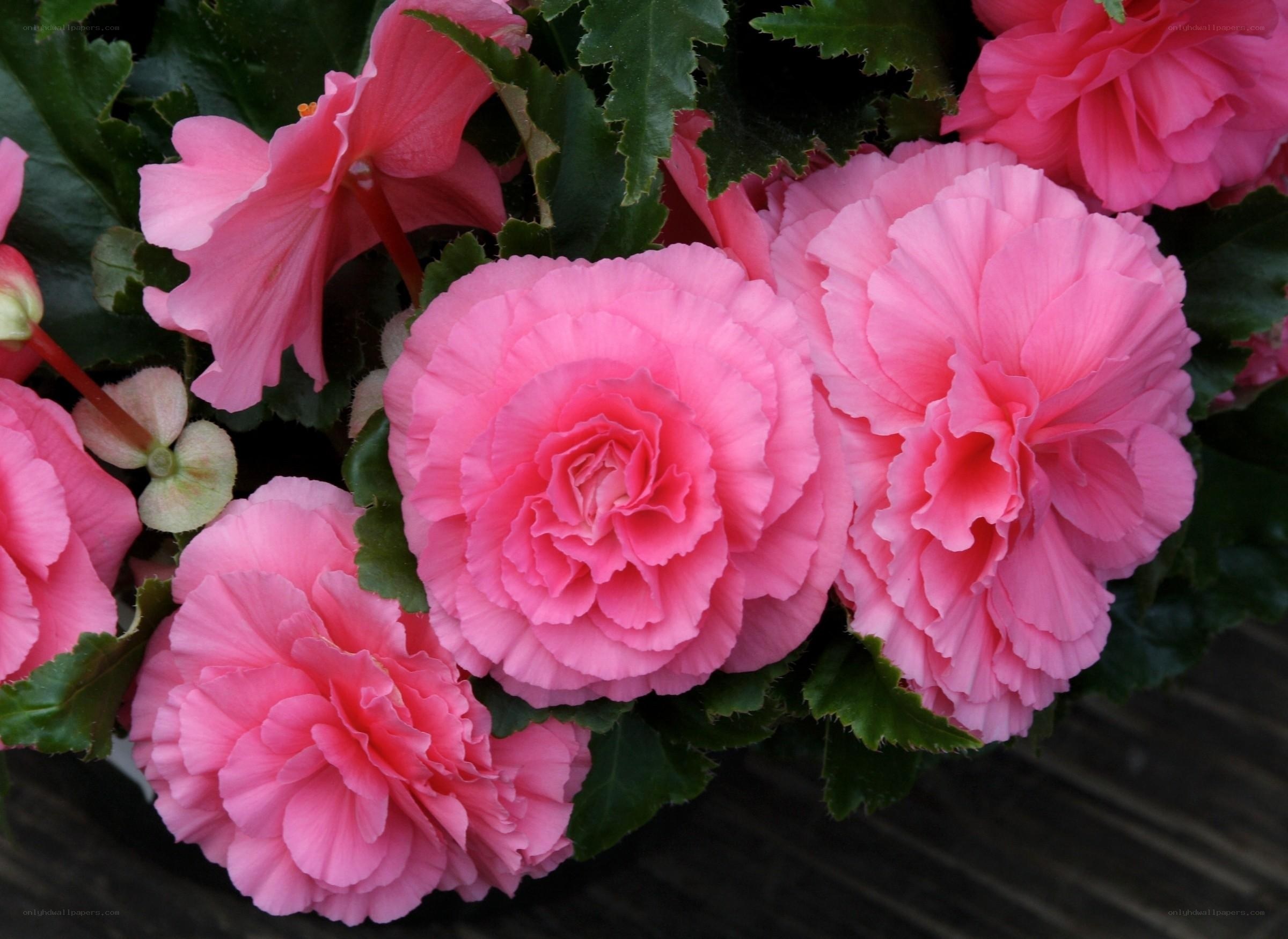 Pink begonia flowers in bloom