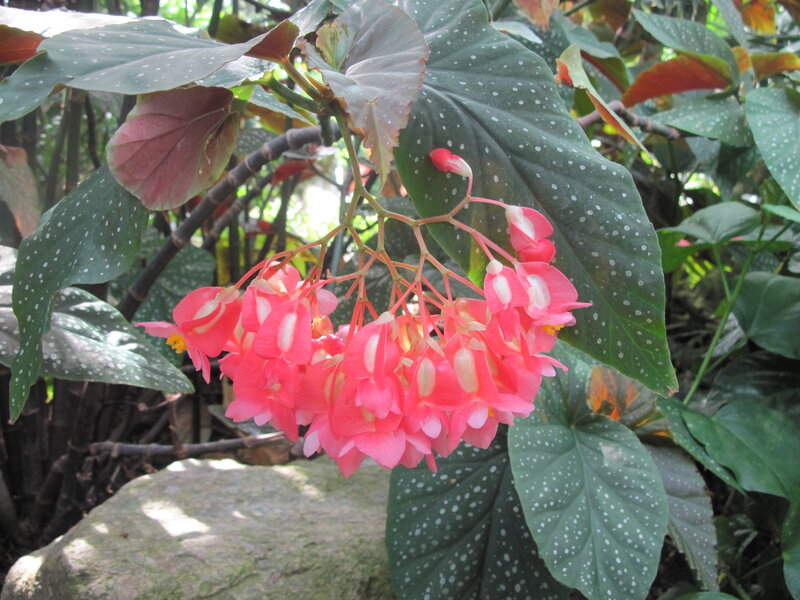 Pink Begonia Flowers — Natural, Afternoon, Photograph