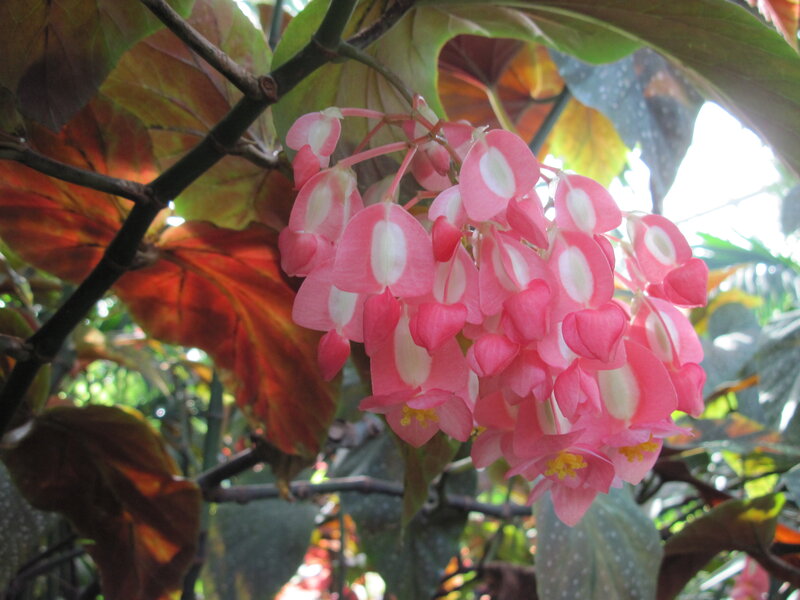 Pink Begonia Flowers — Natural, Afternoon