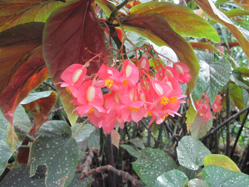 Pink Begonia Flowers — Natural, Photograph