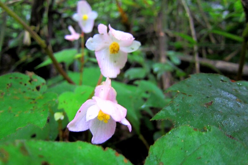 Pink Begonia Flowers — Natural