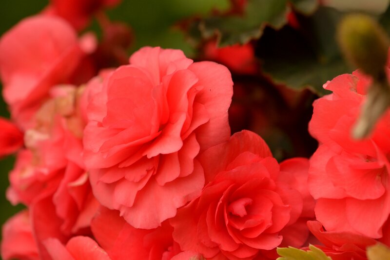 Pink Begonia Flowers — Red