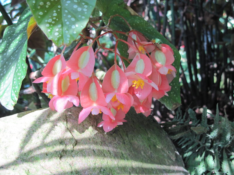 Pink Begonia Flowers — Serene, Afternoon, Photograph, Green Leaves