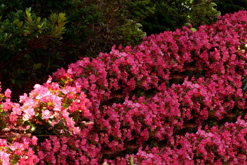 Pink Begonia Flowers — Serene, Afternoon, Photograph, Green Shrubs
