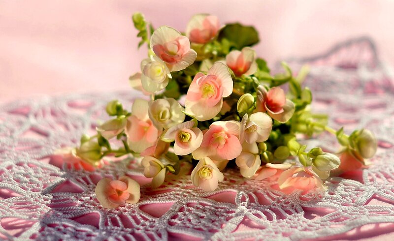 Pink Begonia Flowers — Serene, Afternoon, Photograph, Lace Doily