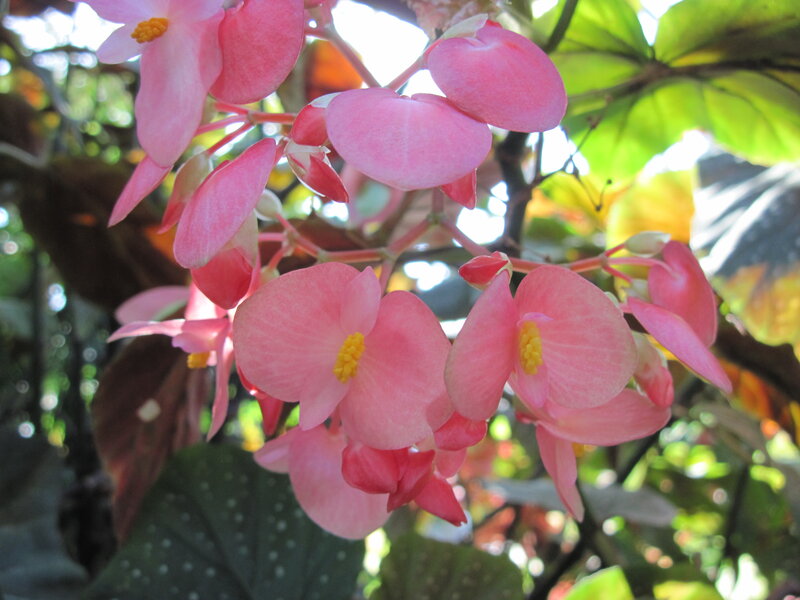 Pink Begonia Flowers — Serene, Afternoon, Photograph, Leaves