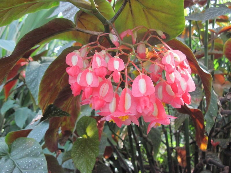 Pink Begonia Flowers — Serene, Afternoon, Photograph
