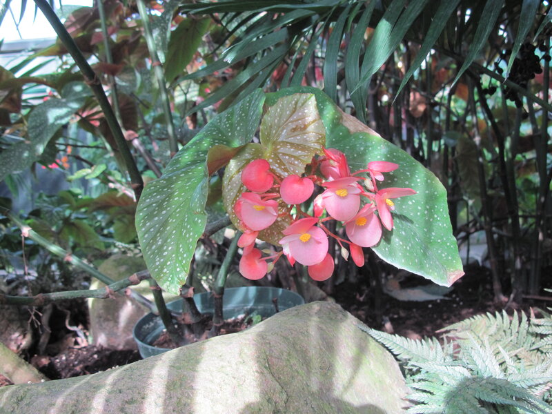 Pink Begonia Flowers — Serene, Afternoon