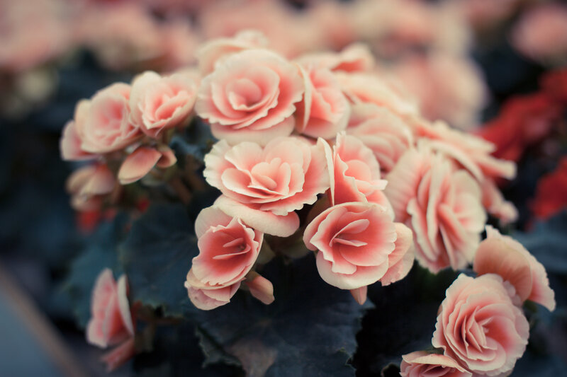 Pink Begonia Flowers — Serene, Photograph, Leaves