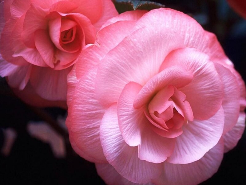 Pink Begonia Flowers — Serene, Photograph, Petals, Dark Background