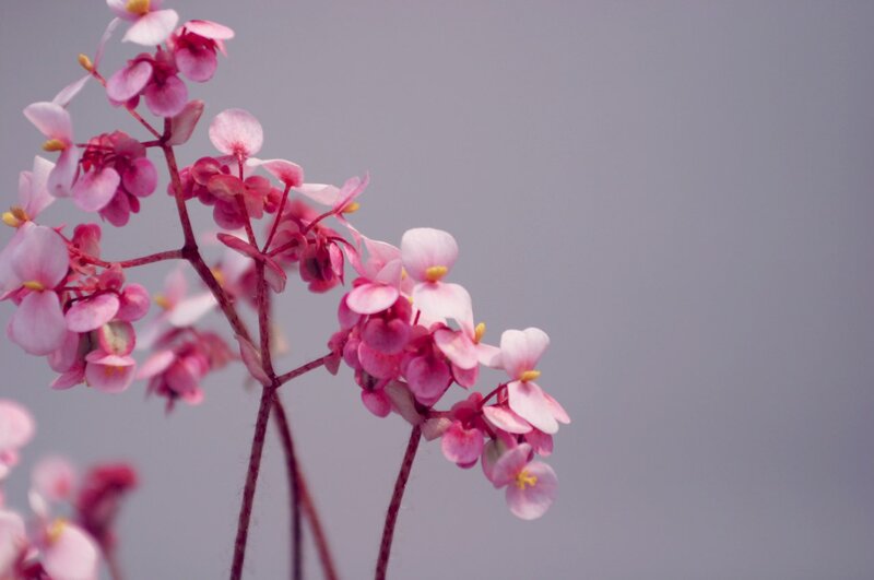 Pink Begonia Flowers — Serene, Photograph, Stems