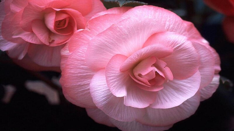 Pink Begonia Flowers — Serene, Photograph
