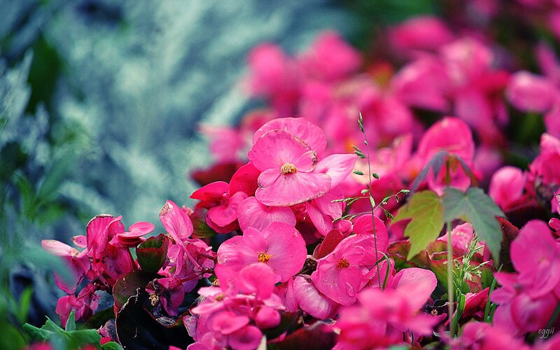 Pink Begonia Flowers — Serene, Spring, Photograph, Green Leaves