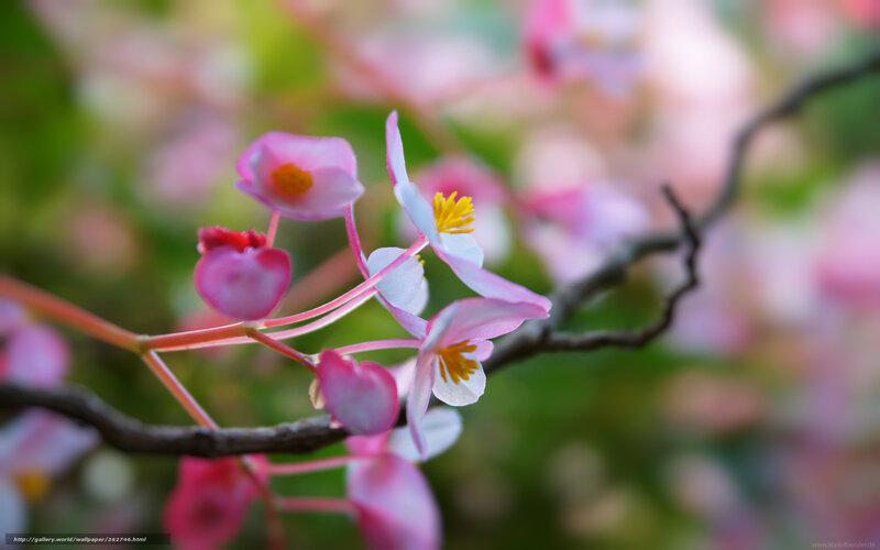 Pink Begonia Flowers — Serene, Spring, Photograph