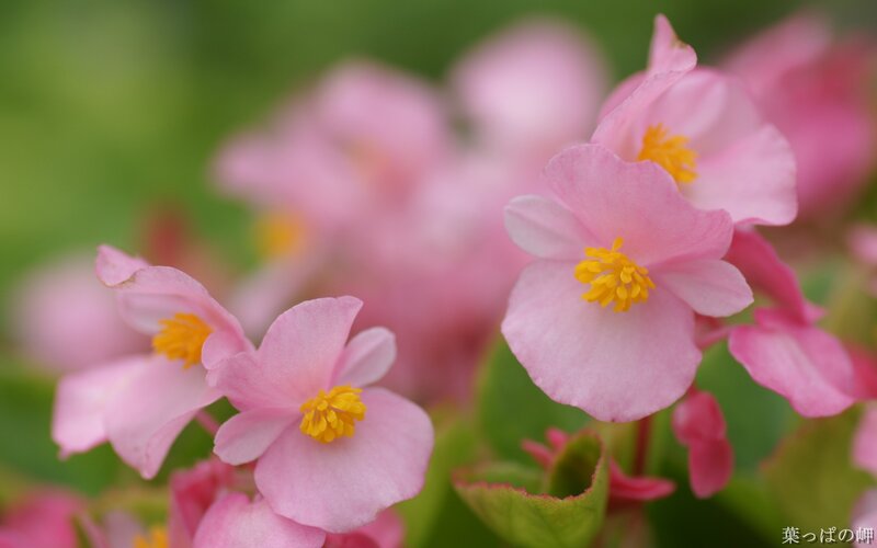Pink Begonia Flowers — Serene, Spring, Photograph, Yellow Stamen