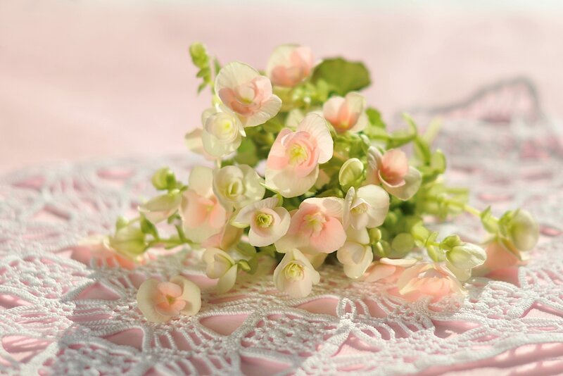 Pink Begonia Flowers — Serene, Spring