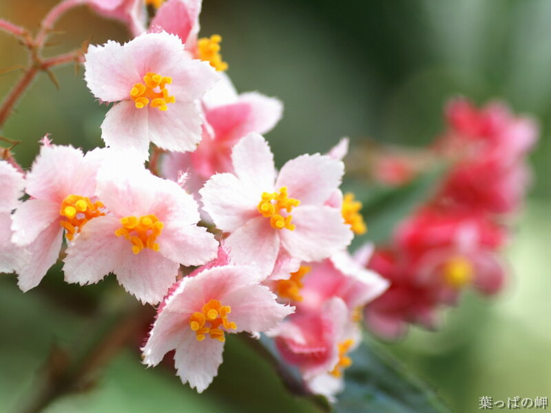 Pink Begonia Flowers — Serene