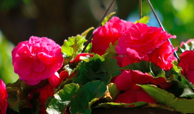 Pink Begonia Flowers — Vibrant, Afternoon