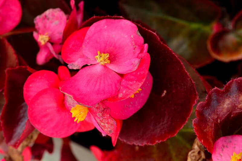 Pink Begonia Flowers — Vibrant, Photograph, Leaves