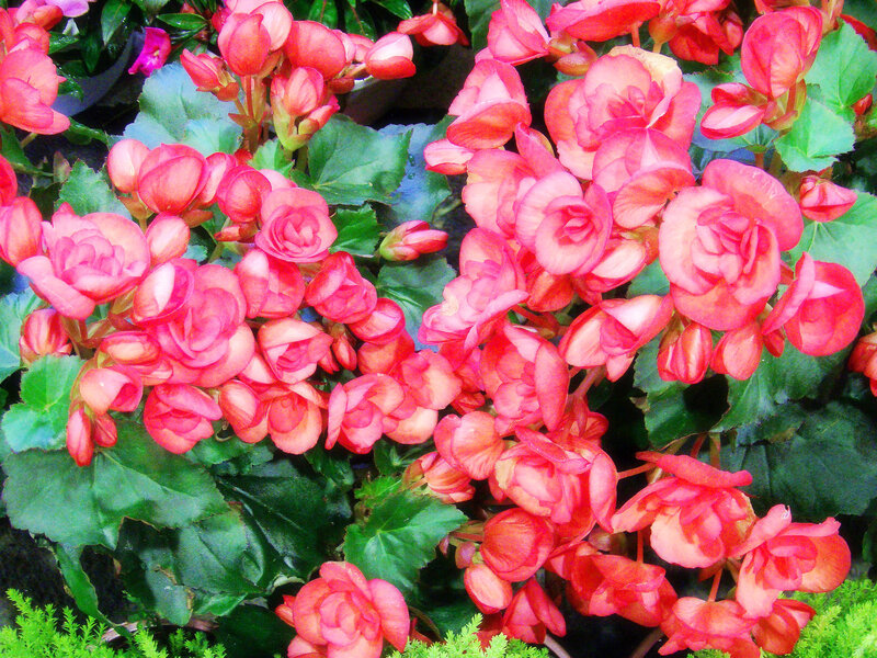 Pink Begonia Flowers — Vibrant, Photograph