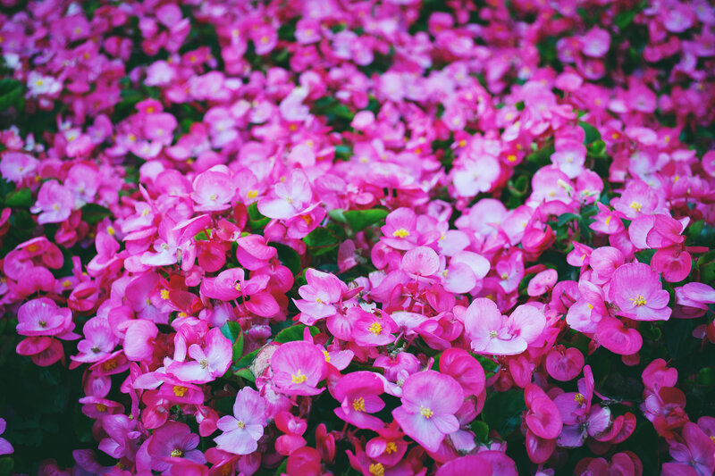 Pink Begonia Flowers — Vibrant, Spring, Photograph, Green Leaves