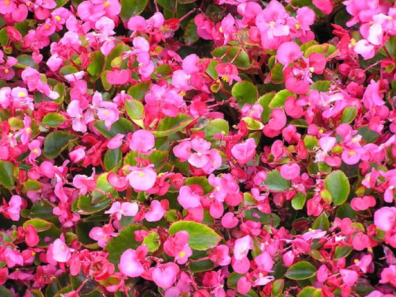 Pink Begonia Flowers — Vibrant, Spring, Photograph
