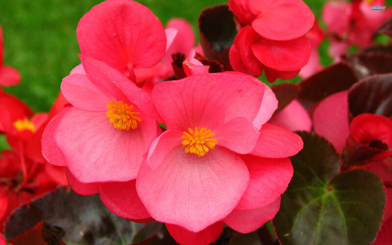 Pink Begonia Flowers — Vibrant, Spring