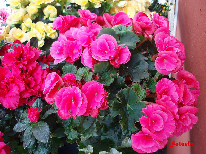 Pink Begonia Flowers — Vibrant