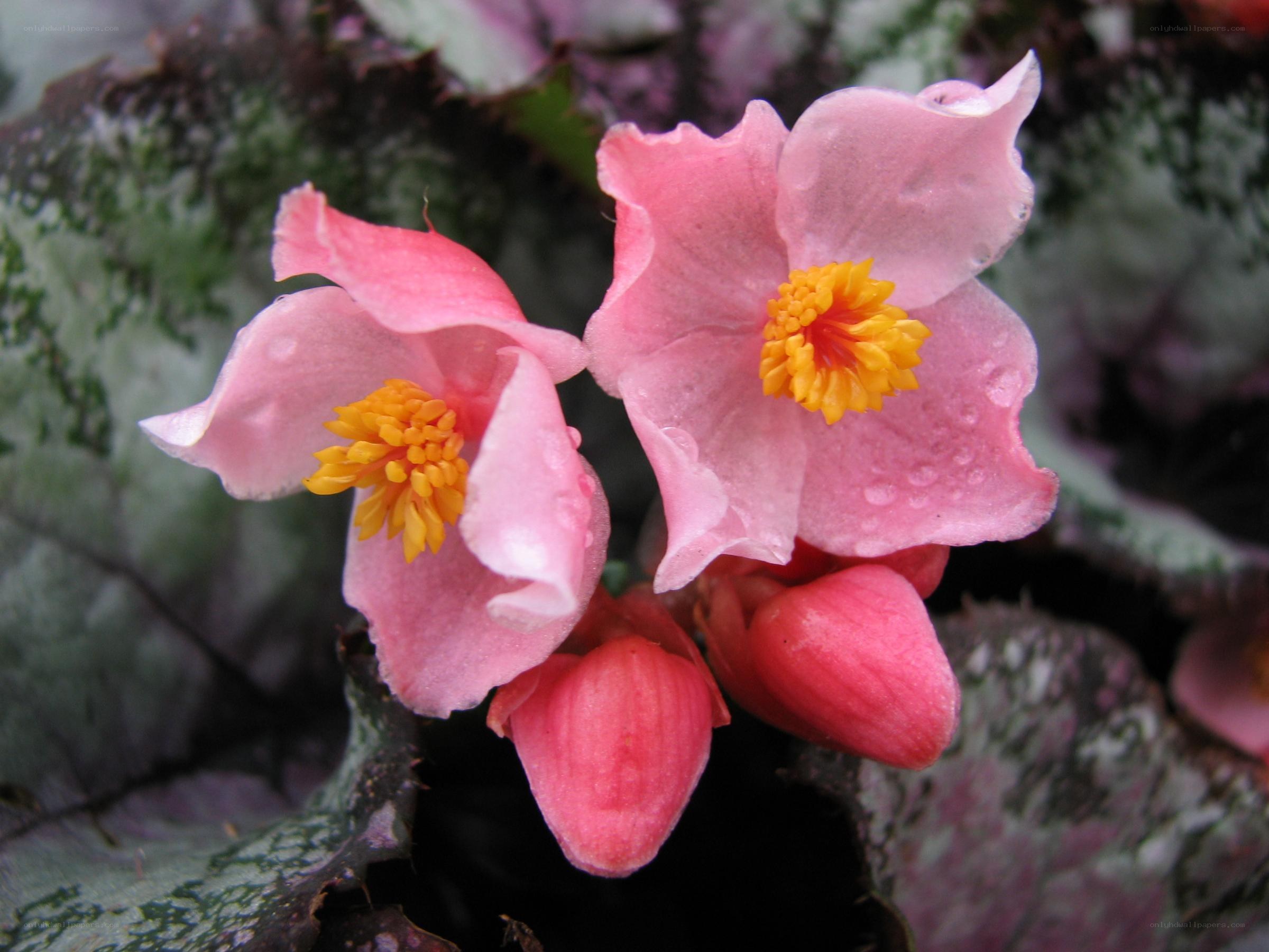 Pink begonia flowers with dew