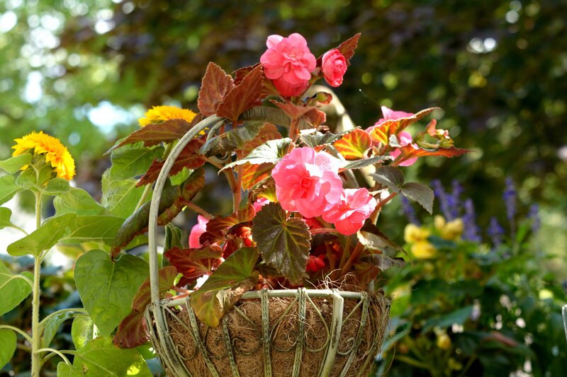 Pink Begonia in Basket