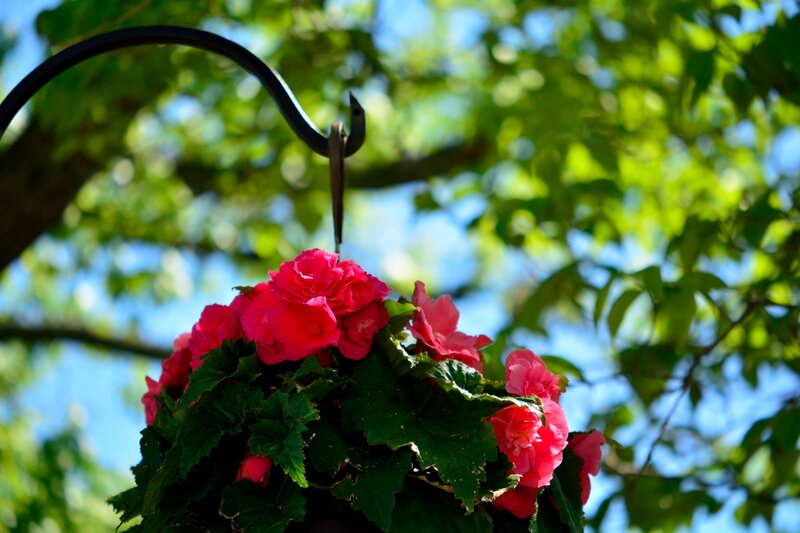 Pink Begonia in Hanging Basket