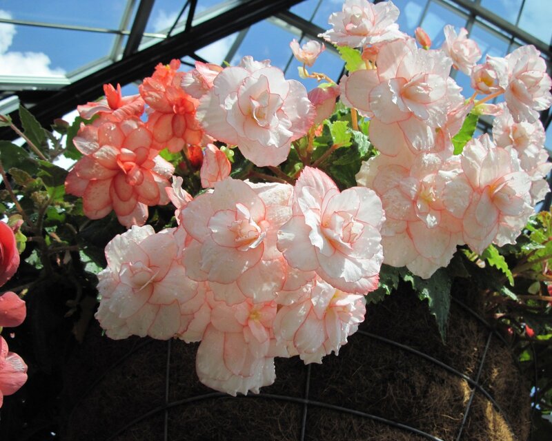 Pink begonias in a hanging basket
