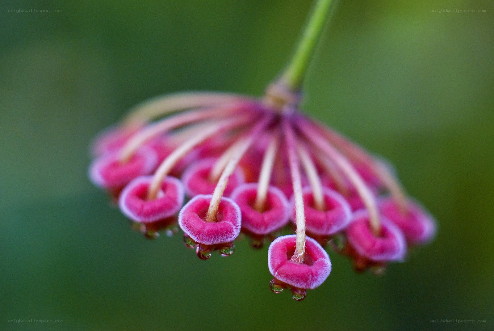 Pink bell-shaped flowers