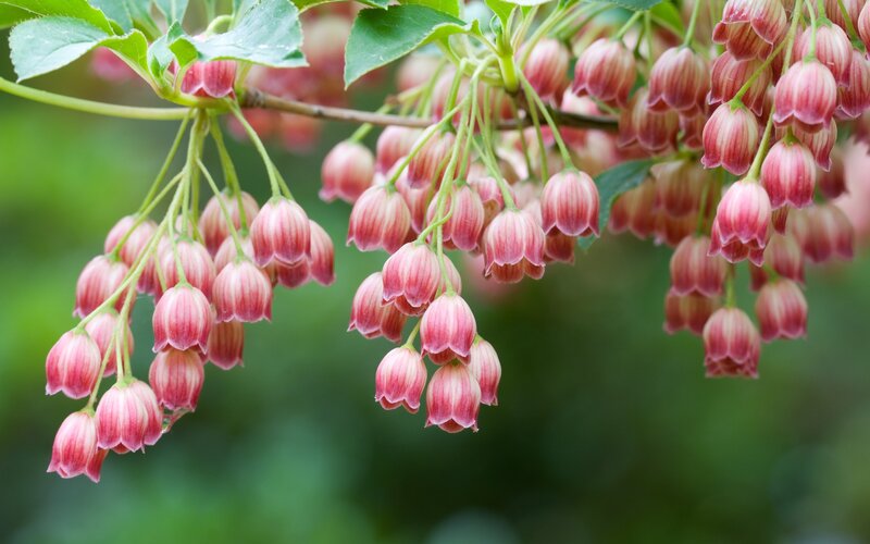 Pink Bell-shaped Flowers — Branch