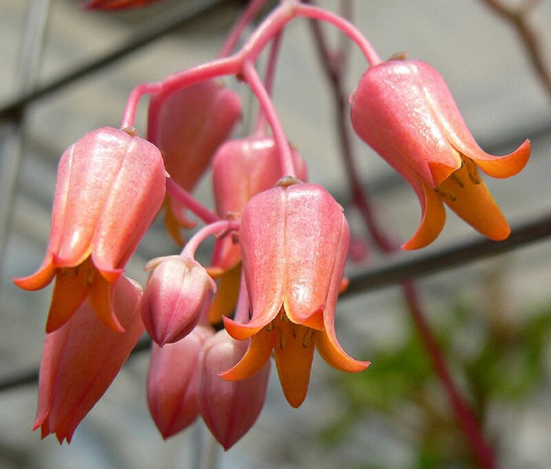 Pink Bell-shaped Flowers — Calm, Photograph, Buds