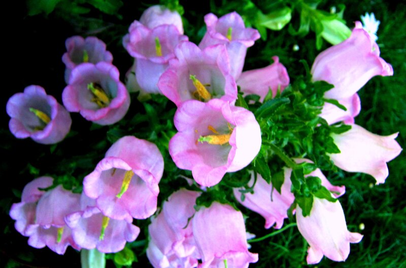 Pink Bell-shaped Flowers — Calm, Photograph