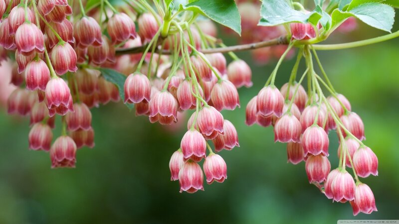Pink Bell-shaped Flowers — Leaves