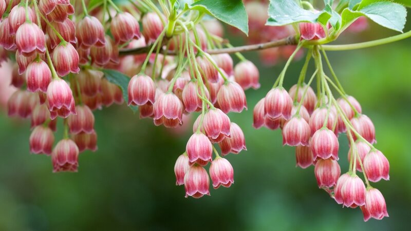 Pink bell-shaped flowers on a branch