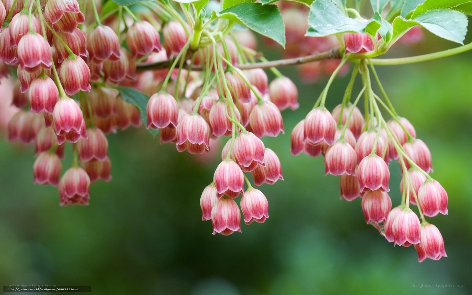 Pink bell-shaped flowers on a branch