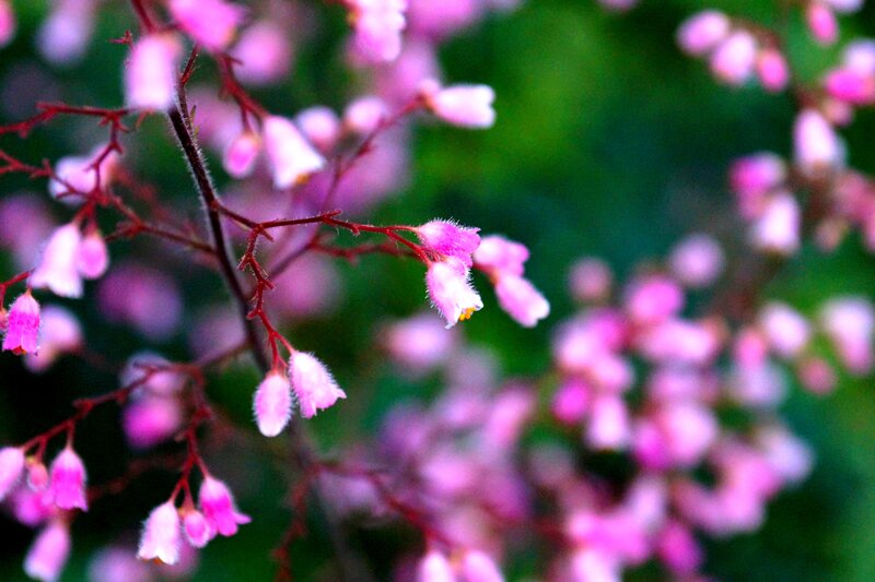 Pink Bell-shaped Flowers — Serene, Photograph, Branches
