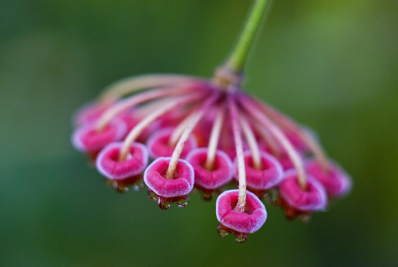 Pink Bell-shaped Flowers — Serene, Photograph, Flower