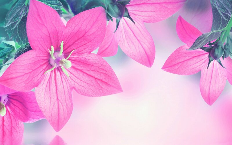 Pink Bell-shaped Flowers — Serene, Photograph